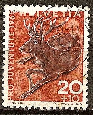 Ciervo (Cervus elaphus).