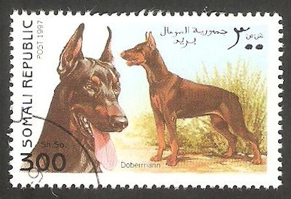 Perro de raza, Doberman