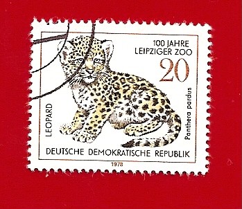 Leopardo