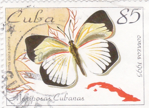 Mariposa cubana