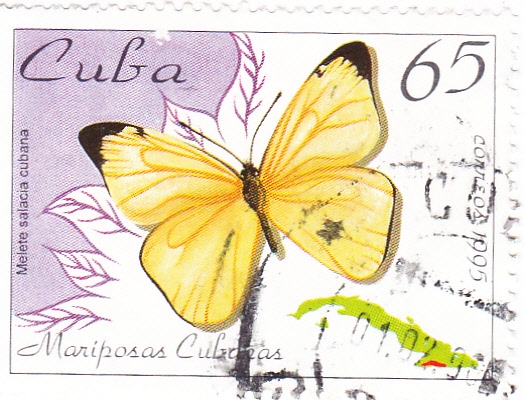 Mariposa cubana