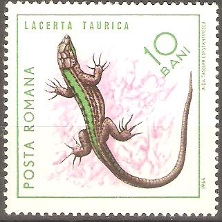 REPTILES.  LACERTA  TAURICA.