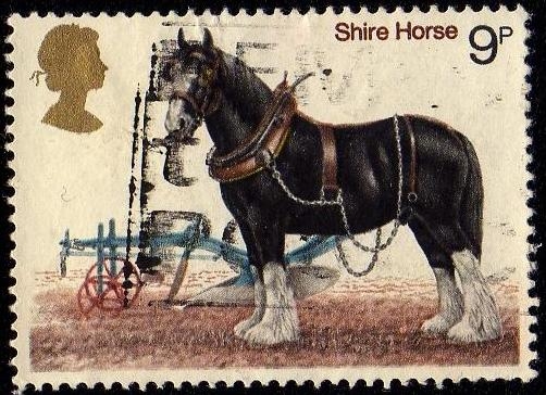 SHIRE HORSE