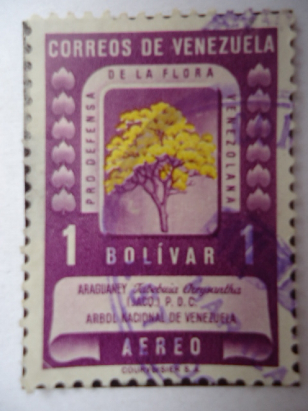 Aragueney - Arbol Nacional de Venezuela- Pro defensa de la Flora Venezolan.