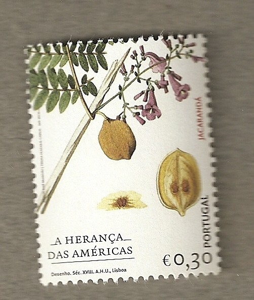 Herencia de Amerérica, Jacaranda