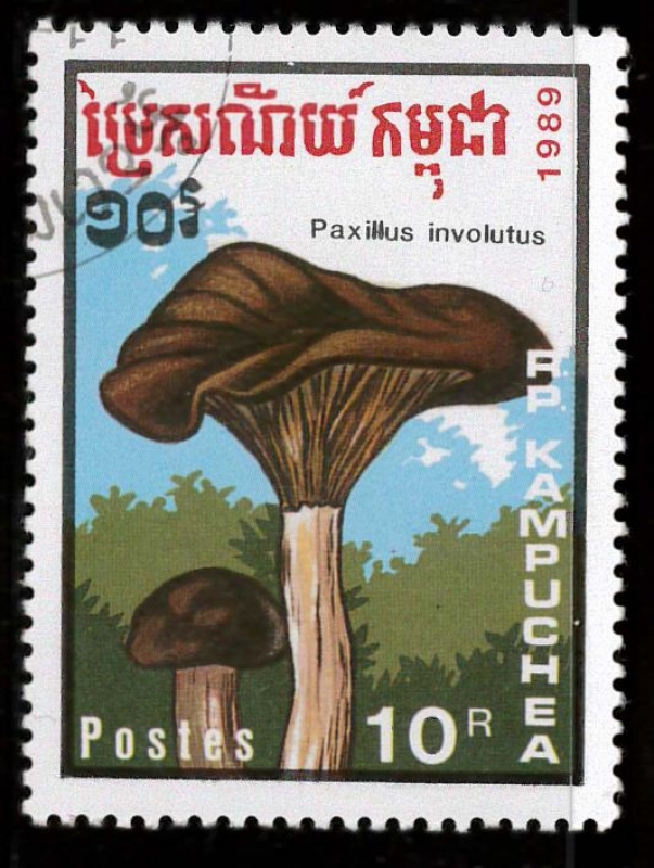 paxillus involutus