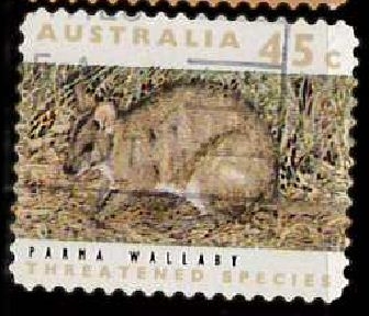 wallaby