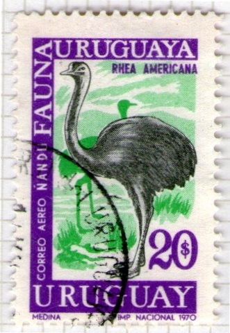 15 Rhea americana