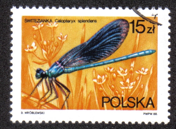 Calopteryx Splendens