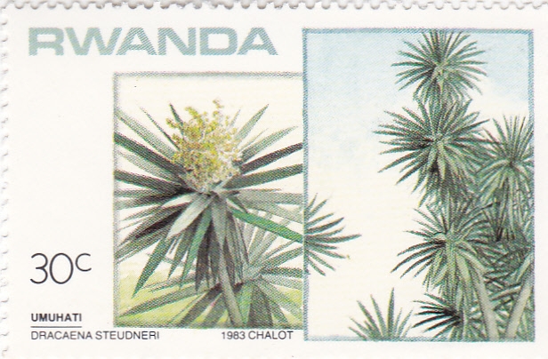 DRACAENA STEUDNERI