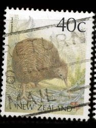 KIWI