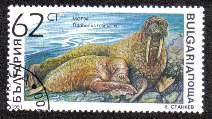 Odobenus rosmarus