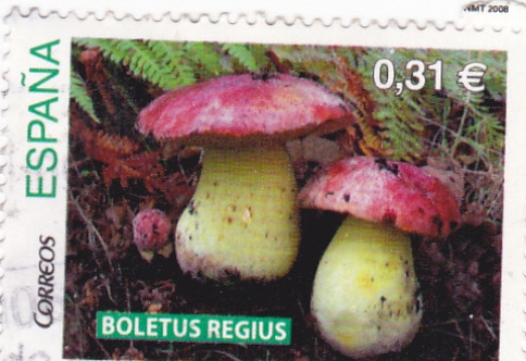 Setas- Boletus Regius (12)