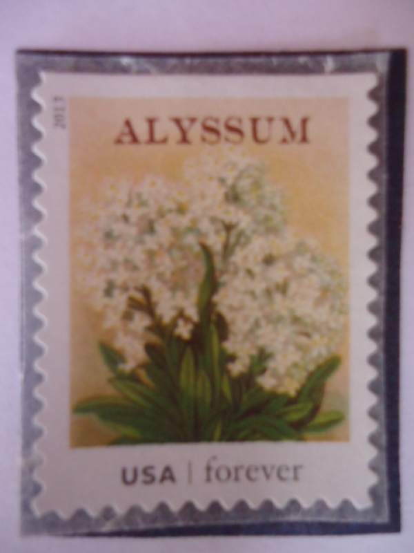 FLORES- Alyssum.