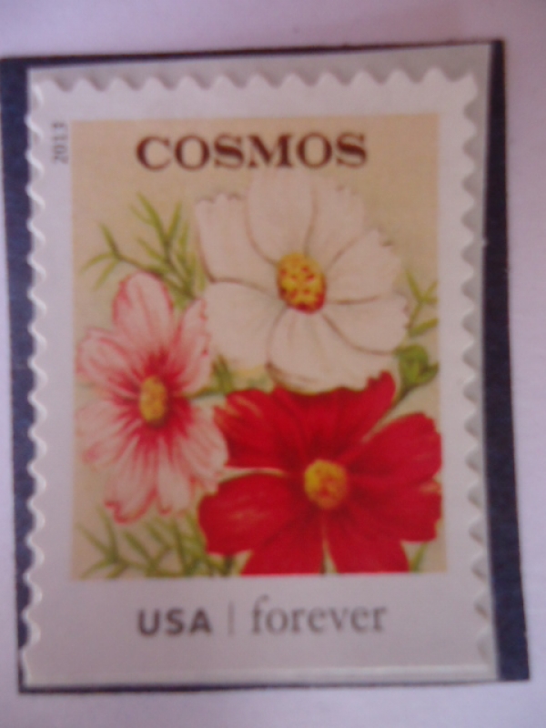 FLORES- Cosmos.