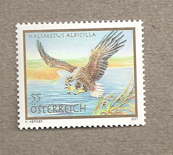 Haliaeetus albicilla