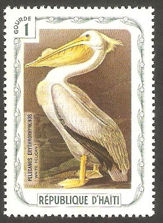 Fauna, pelicano blanco