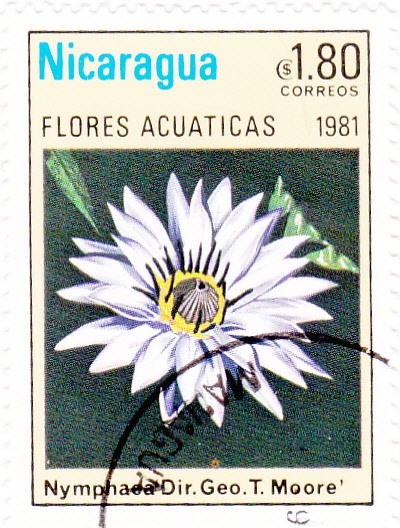 FLORES ACUATICAS