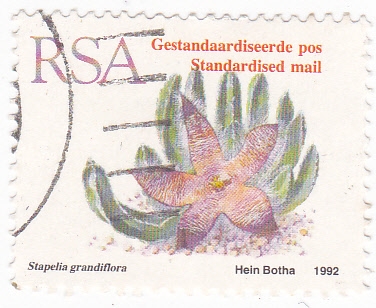 STAPELIA GRANDIFLORA