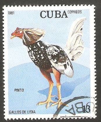 2271 - Gallo de pelea