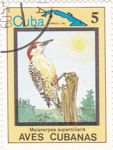 Melanerpes superciliaris-AVES CUBANAS