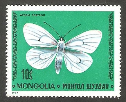 Mariposa