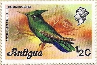 Colibrí de cresta antillano