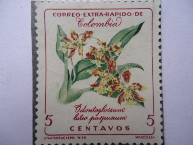 Odontoglossum luteo purpureum