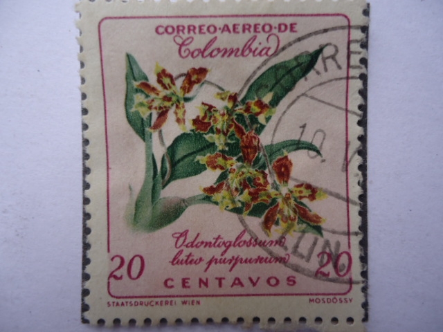 Odontoglossum luteo purpureum