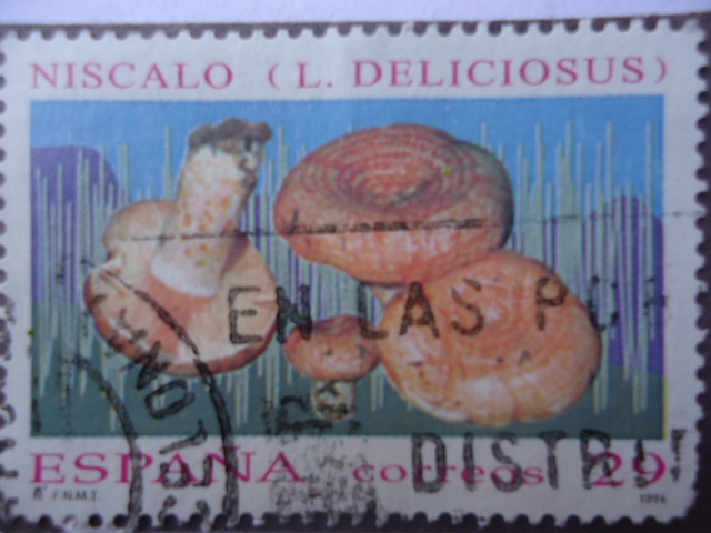 Ed: 3282 - Niscalo (L. Deliciosus) 