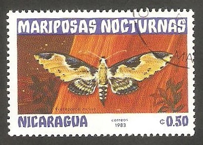 Mariposa nocturna