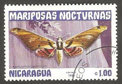 Mariposa nocturna