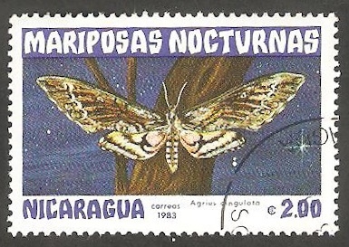 Mariposa nocturna