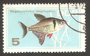 920 - Pez megalamphodus megalopterus