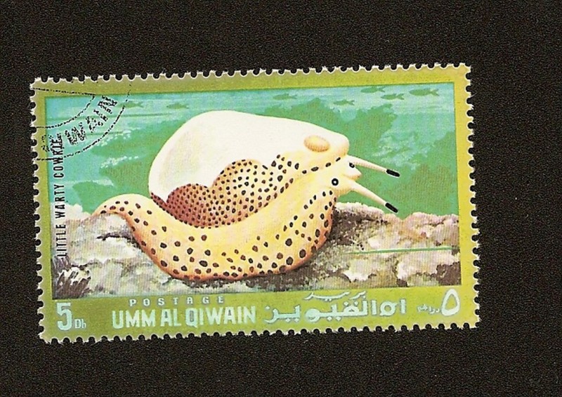 UMM AL QIWAIN - Fauna Marina  - Gasterópodo - Little Warty Cowrie