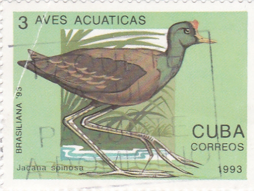 Aves acuarticas- Jacana spinosa