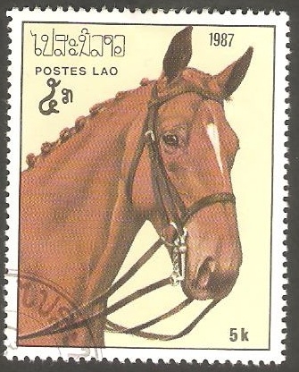 Caballo de raza