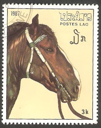 Caballo de raza