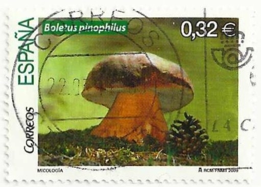 MICOLOGIA. Boletus pinophillus. EDIFIL 4517