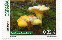  Cantharellus cibarius