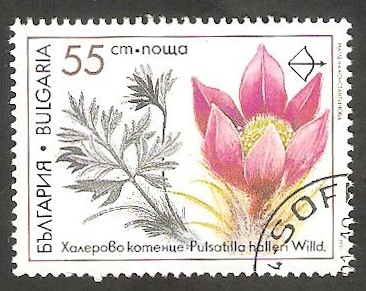 3420 - Planta medicinal pulsatilla halleri 