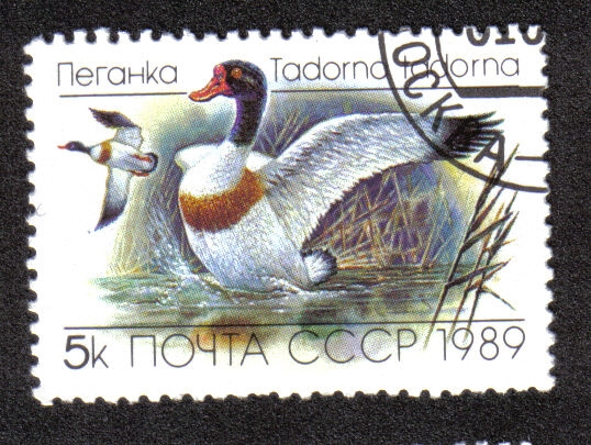 Common shelduck (Tadorna tadorna)