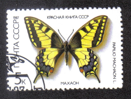 Swallowtail (Papilio machaon)