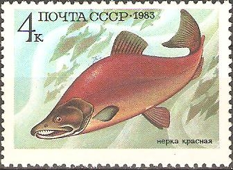 PECES.  ONCORHYNCHUS  NERKA.