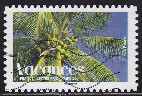 palmera