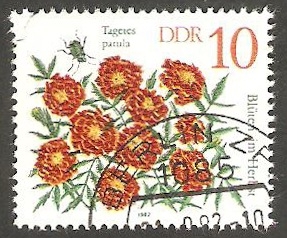 2387 - Flor tagetes patula