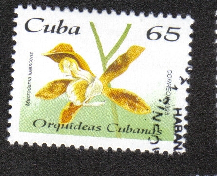 Orquídeas