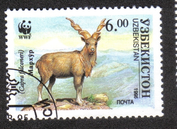 Markhor (Capra falconeri)