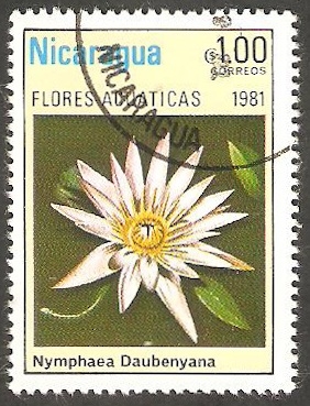 1156 - Flor acuática, nymphaea daubenyana