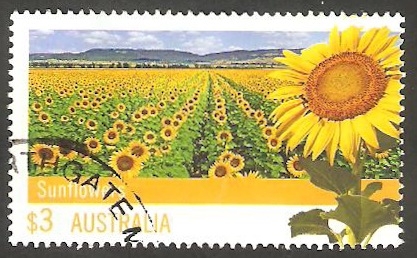 3580 - Campo de Girasoles